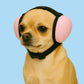 Chihuahua wearing pink dog ear muffs on a blue background