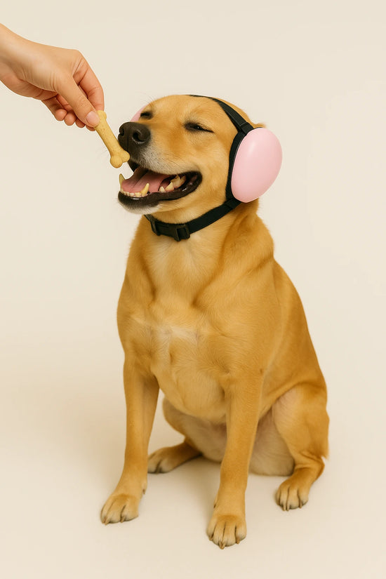 Dog wearing pink ear muffs being fed a treat by a hand on a beige background