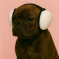 French Buldog wearing white noise cancelling headphones on a pink background